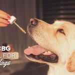 best cbd oil for dogs