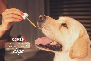 best cbd oil for dogs