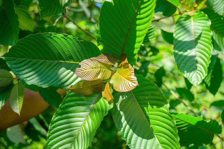 gram of kratom