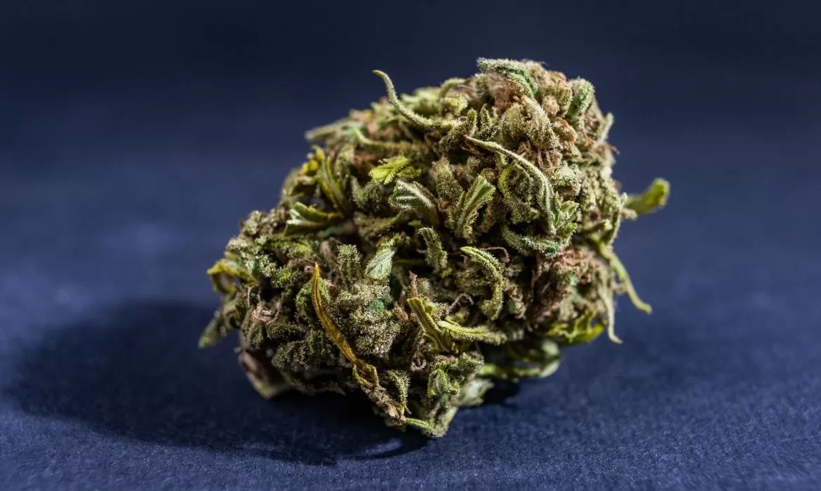 CBD Flowers and Hemp Flowers – Here’s a knowhow